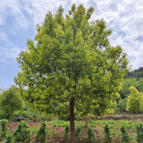 Small Leaf Camphor Tree Seeds | Cinnamomum camphora var. parvifolium | Aromatic Camphorwood