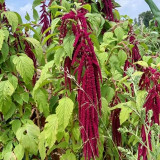 Red Love-Lies-Bleeding Seeds - Amaranthus caudatus, Ornamental & Edible Plant, Ideal for Home Gardening
