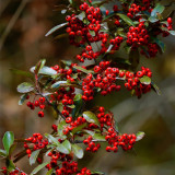 Red Firethorn Seeds | Pyracantha fortuneana | Ornamental Red Berry Shrub