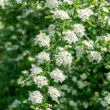 Red Firethorn Seeds | Pyracantha fortuneana | Ornamental Red Berry Shrub