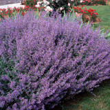 Mussin's Catmint Seeds - Nepeta mussinii, Perennial Aromatic Groundcover Herb