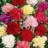 Chabaud Mixed Color Carnation Seeds - Dianthus caryophyllus, Fragrant Perennial Cut Flower