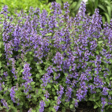 Mussin's Catmint Seeds - Nepeta mussinii, Perennial Aromatic Groundcover Herb