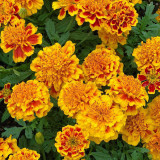 Dwarf French Marigold Seeds - Tagetes patula | Orange-Red with Golden Edge Double Bloom, Pollinator Friendly