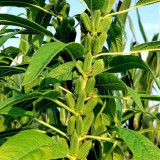 'Hangtian Bawangbian' White Sesame Seeds | Sesamum indicum, High Yield Drought Tolerant Oil Crop