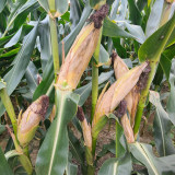 NK718 Corn Maize Hybrid Seeds - Zea mays, High-Yield Large Ear Maize, Lodging & Disease Resistant