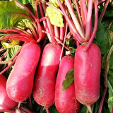 'Qishan Laobukang No.2' Water Radish Seeds - Raphanus sativus, Red Skin White Flesh Hybrid Variety, Easy to Cultivate