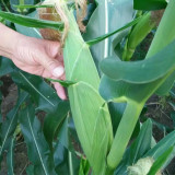 NK718 Corn Maize Hybrid Seeds - Zea mays, High-Yield Large Ear Maize, Lodging & Disease Resistant