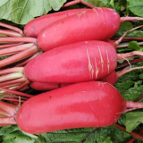 'Qishan Laobukang No.2' Water Radish Seeds - Raphanus sativus, Red Skin White Flesh Hybrid Variety, Easy to Cultivate