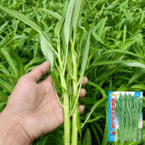 Willow Leaf Water Spinach Seeds - Ipomoea aquatica, Multi-Branch Kangkong, Fast Growing & Early Maturity
