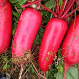'Qishan Laobukang No.1' Water Radish Seeds - Raphanus sativus, Red Skin White Flesh Crisp Sweet Fruit Radish