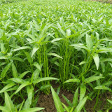 Willow Leaf Water Spinach Seeds - Ipomoea aquatica, Multi-Branch Kangkong, Fast Growing & Early Maturity