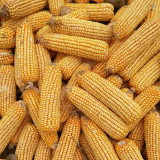NK718 Corn Maize Hybrid Seeds - Zea mays, High-Yield Large Ear Maize, Lodging & Disease Resistant