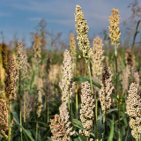 'Bainuo No.1' White Waxy Sorghum Seeds – Drought-Tolerant Edible Sorghum, Suitable for Brewing & Direct Consumption