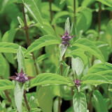Licorice Basil Seeds – Ocimum basilicum var. thyrsiflora, Easy Grow Thai Herb, Ornamental & Culinary Basil