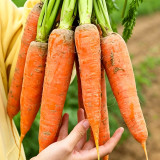 'Huangjian No.1' Carrot Seeds | Daucus carota subsp. sativus | 20-24cm Long High-Yield Variety
