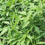 Green Willow Leaf Amaranth Seeds | Amaranthus tricolor | Fast-Growing, Easy-to-Grow Narrow-Leaf Vegetable