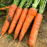 'Huangjian No.1' Carrot Seeds | Daucus carota subsp. sativus | 20-24cm Long High-Yield Variety