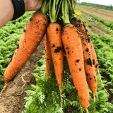 'Huangjian No.1' Carrot Seeds | Daucus carota subsp. sativus | 20-24cm Long High-Yield Variety