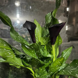 'Black Hero' Calla Lily Bulbs | Zantedeschia hybrida | Premium Ornamental Flower Bulb