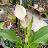'Sweet Art' Calla Lily Bulbs | Zantedeschia hybrida | Pink Flower Bulb for Garden & Container Plant