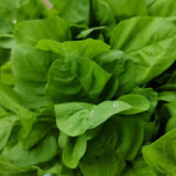Green Round Leaf Amaranth Seeds | Amaranthus tricolor | Heat-Tolerant Fast-Growing Leafy Vegetable
