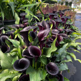 'Black Hero' Calla Lily Bulbs | Zantedeschia hybrida | Premium Ornamental Flower Bulb