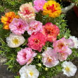 Double Flowered Mix Moss Rose Seeds | Portulaca grandiflora | Heat-Tolerant Summer Blooms