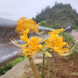 Yellow Spider Lily Bulbs | Lycoris chinensis | Chinese Yellow Flowering Bulb