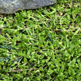 Green Carpet Rupturewort Seeds | Herniaria glabra | Drought Tolerant Ground Cover – Easy to Grow, Versatile Use