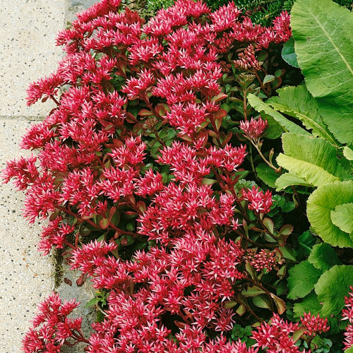 'Summer Glory' Stonecrop Seeds | Sedum spurium | Drought Tolerant Creeping Ground Cover