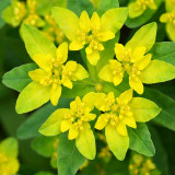 Cushion Spurge Seeds | Euphorbia polychroma | Drought Tolerant Rock Garden Plant | Hardy & Low-Maintenance