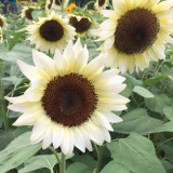 'White Lover' Sunflower Seeds | Helianthus annuus | F1 Hybrid Single Stem Cut Flower