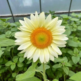'White Moonlight' Sunflower Seeds – F1 Hybrid Single-Stem Variety with Creamy-White Petals, Ideal for Cut Flowers
