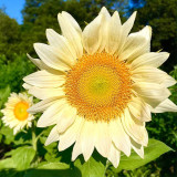 'White Moonlight' Sunflower Seeds – F1 Hybrid Single-Stem Variety with Creamy-White Petals, Ideal for Cut Flowers