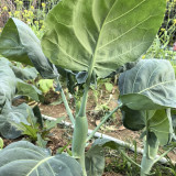 'Jiemei Improved Xianggu' Chinese Kale Seeds - Brassica oleracea var. alboglabra, Stable Quality, Easy to Grow