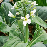 'Jiemei Jinmei Zhonghua' Chinese Kale Seeds - Brassica oleracea var. alboglabra, Strong Resilience, Easy to Grow