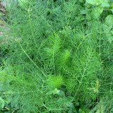 Small Leaf Fennel Seeds - Foeniculum vulgare Aromatic Herb, Fast-Growing, Multiple Harvests, Easy to Grow