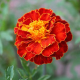 Red Double French Marigold Seeds - Tagetes patula, Bright Red Ornamental Flower, Ideal for Home Gardening Enthusiasts
