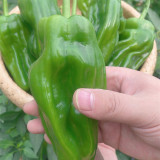 'Zhongjiao Bopila No.1' Pepper Seeds | Capsicum annuum | F1 Hybrid Thin-Skin Spicy Chili