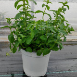 Strawberry Mint Seeds | Mentha × piperita | Edible Fragrant Herb Seeds