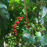 Yunnan Pu'er Catimor Parchment Coffee Seeds | Coffea arabica × canephora 'Catimor' | Unprocessed Arabica Raw Coffee