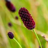 Great Burnet Seeds | Sanguisorba officinalis | Perennial Red Spherical Cut Flower