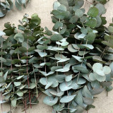 Small Coin Leaf Eucalyptus Seeds | Eucalyptus cinerea | Silvery Round Leaf Cut Flower Filler