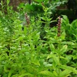 Spearmint Mint Seeds | Mentha spicata | Edible Culinary Herb For Tea & Cocktails