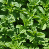 Pennyroyal Mint Seeds | Mentha pulegium | Non Edible Natural Insect Repellent Sachet Herb