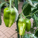 Rainbow Candy Sweet Pepper Seeds | Capsicum annuum | Zero Heat Striped Mini Snack Bell Pepper