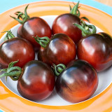 Clackamas Blueberry Indigo Tomato Seeds | Solanum lycopersicum | Anthocyanin Rich Heirloom Cherry Tomato