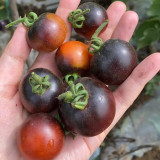 Clackamas Blueberry Indigo Tomato Seeds | Solanum lycopersicum | Anthocyanin Rich Heirloom Cherry Tomato