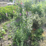 Blue Hyssop Herb Seeds | Hyssopus officinalis | Cold Hardy Edible Aromatic Perennial Flower